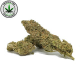 THCP Maxi pré roulé Gélato 41 Weed Legal | tristancbd.com