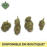 Pré roulé Shop France Maxi CBN+ Plutonium Haze | tristancbd.com