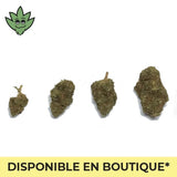 Pré roulé Mini CBN+ Porn Star OG Shop France | tristancbd.com