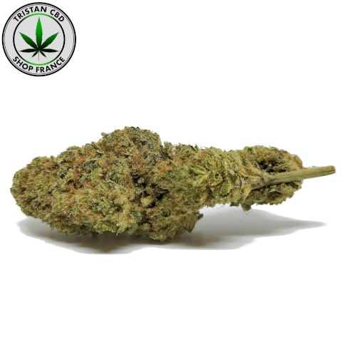 Fleurs CBD Gelato cannabis | tristancbd.com