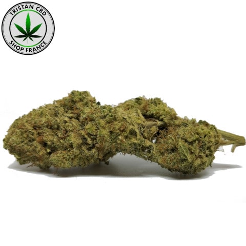 Joint pre rolls MAXI GELATO Amsterdam CBD | tristancbd.com